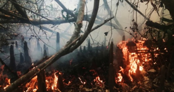 সুন্দরবনের অগ্নিকাণ্ড: ভাটা নিঃশেষ করার কাজে দেরি করছে