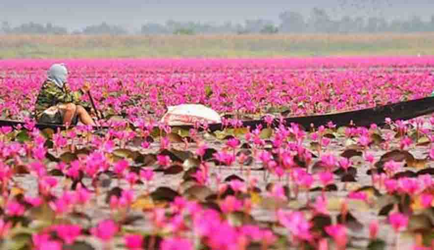 বাংলার লাল শাপলা